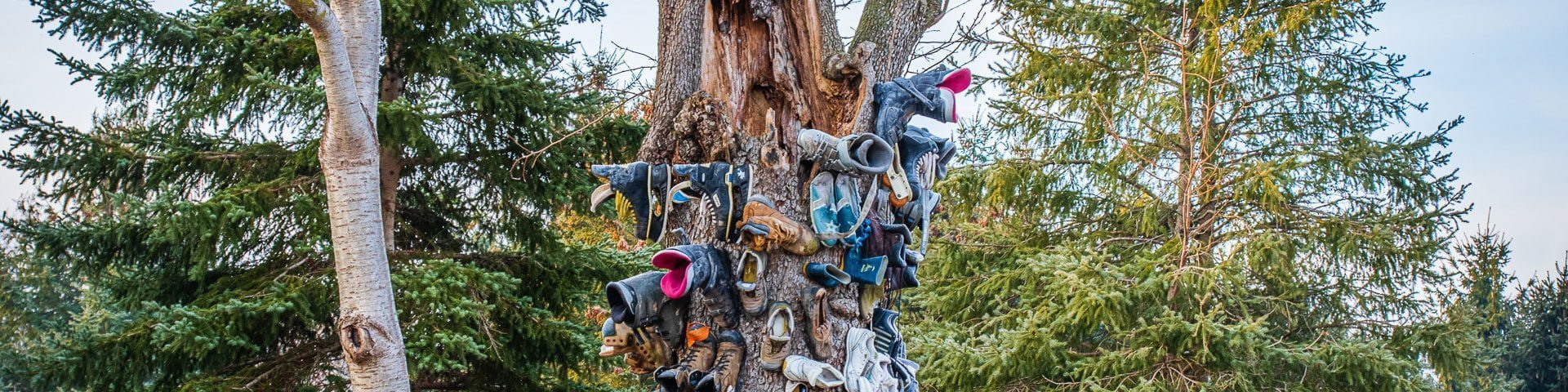 Shoe Tree, somewhere in Niagara