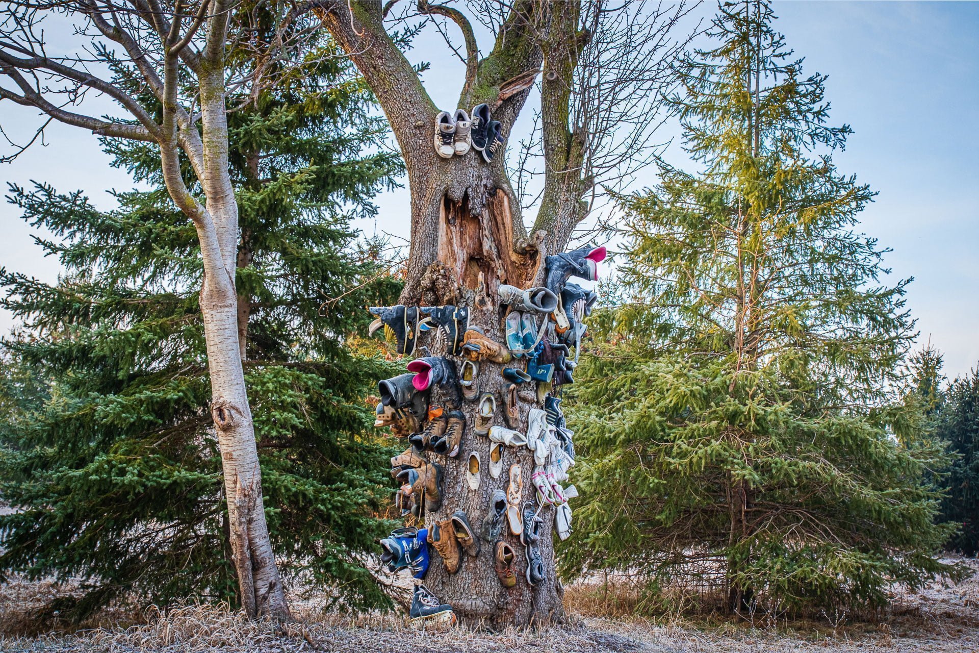 Shoe Tree, somewhere in Niagara