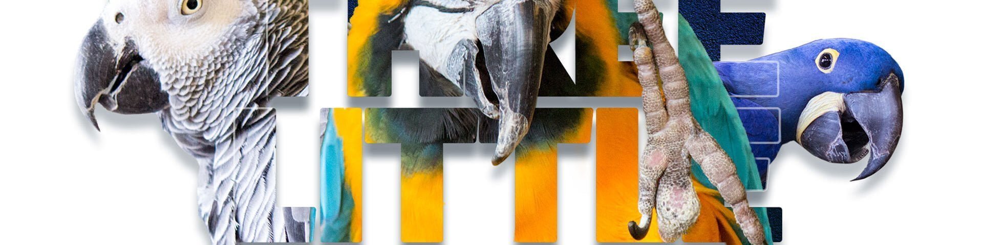 Three Little Birds
