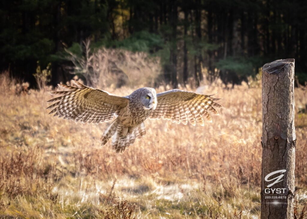 Barn Owl - a raptor