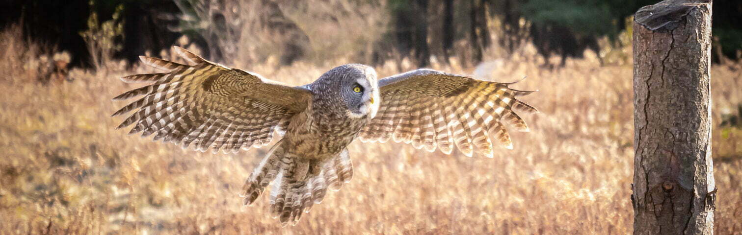 Barn Owl - a raptor