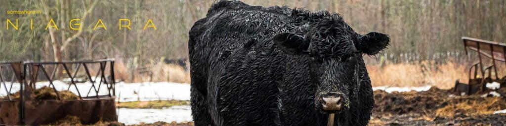 A bull in a field in the rain