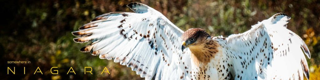 Ferruginous Hawk, Descending