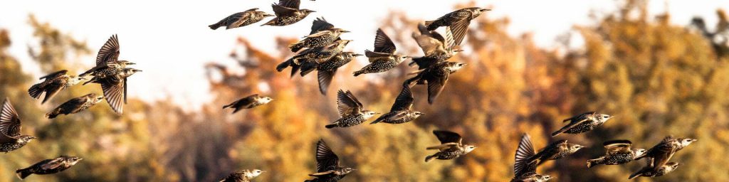 A murmuration of Starlings