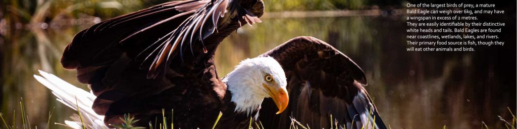 Bald Eagle Calendar 2022