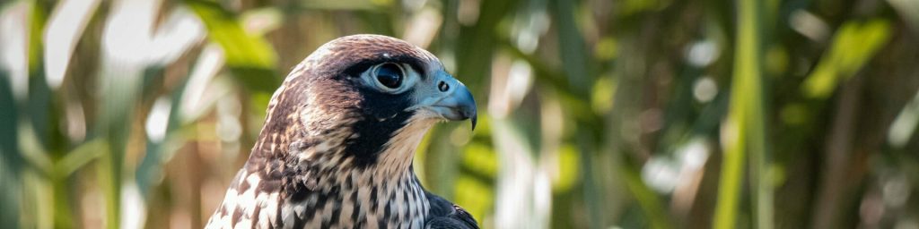 Peregrine Falcon looking for breakfast