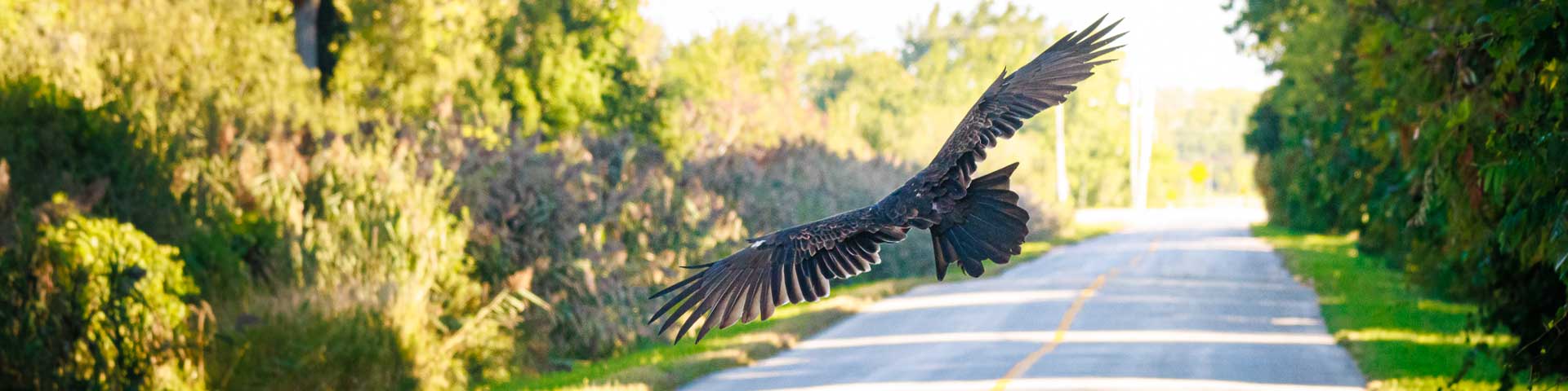 Turkey vulture flying over a road