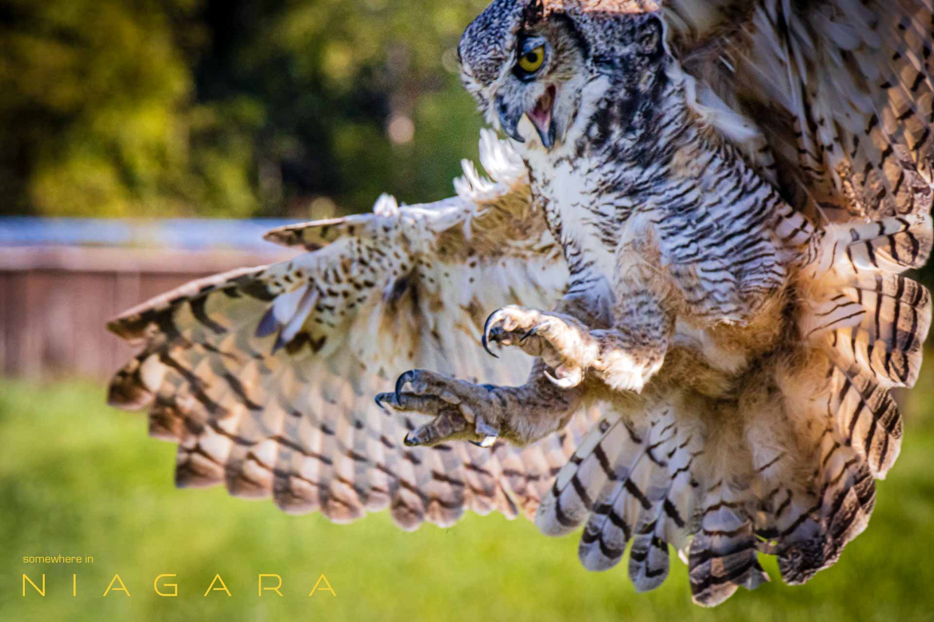 Stooping Owl in flight