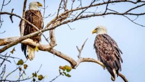 Two Eagles