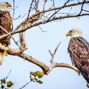 Two Eagles