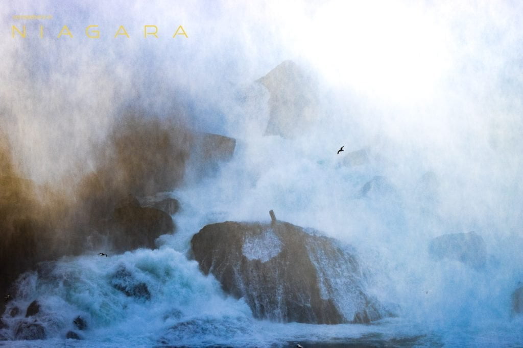 A gull flies across the face of Niagara Falls