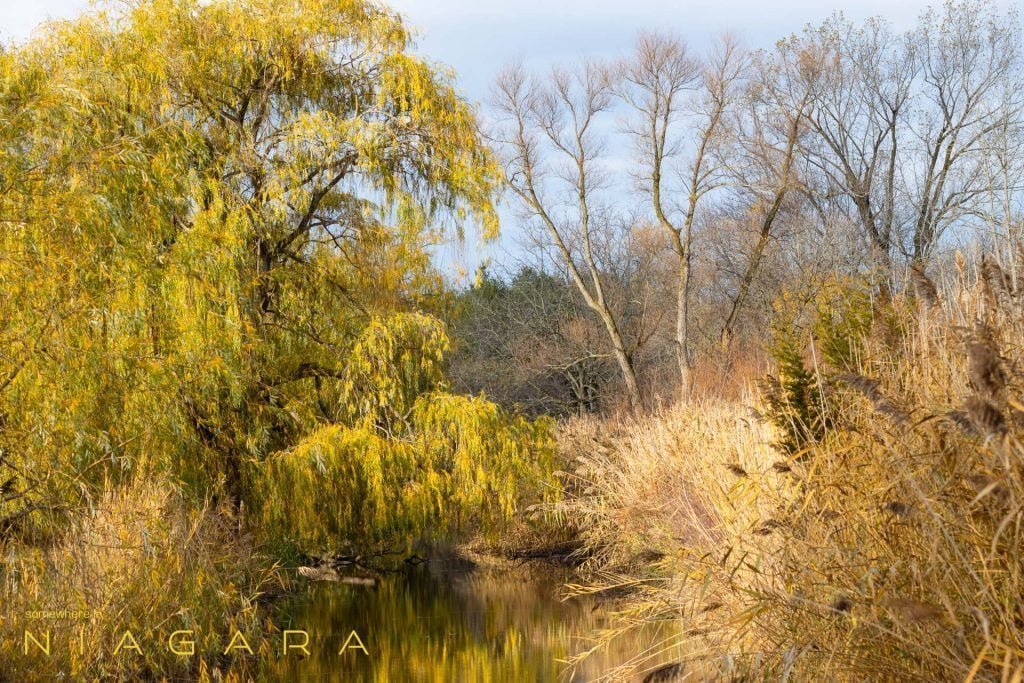 A willow over a creek reflecting Autumn dawn light