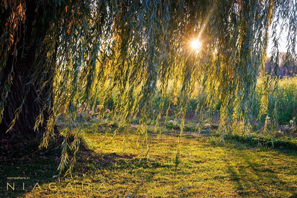 Willow at sunrise