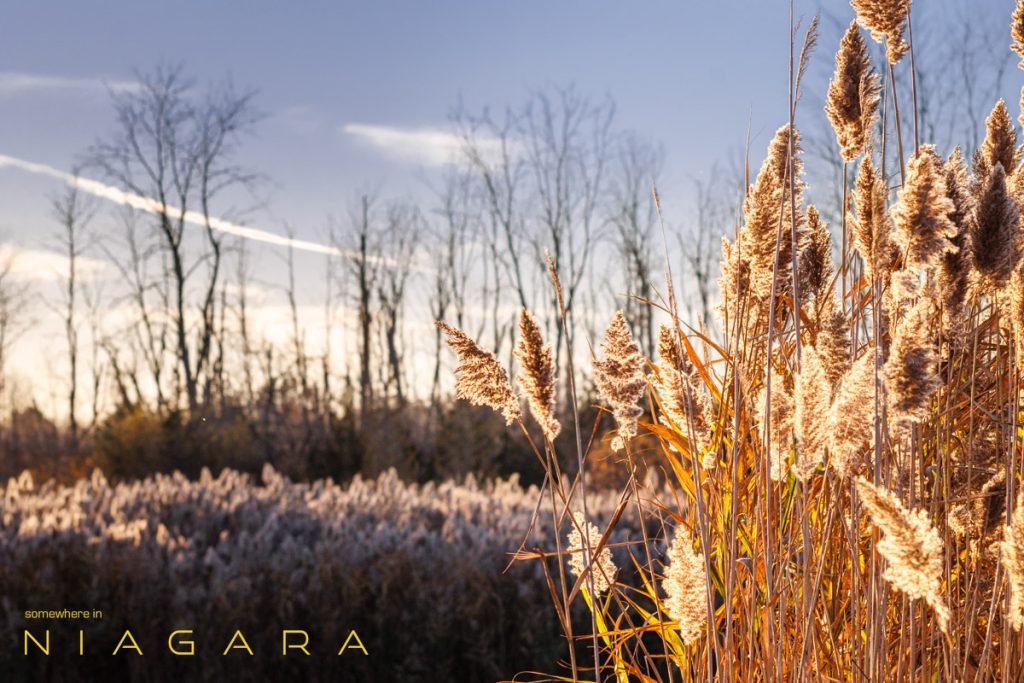 Sunlight hits the reeds