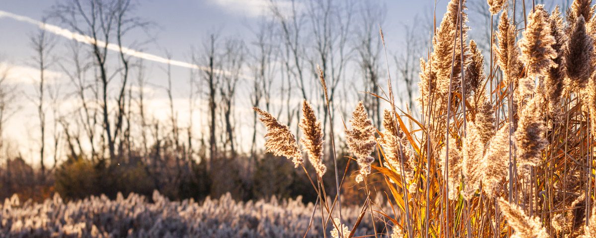 Sunlight hits the reeds