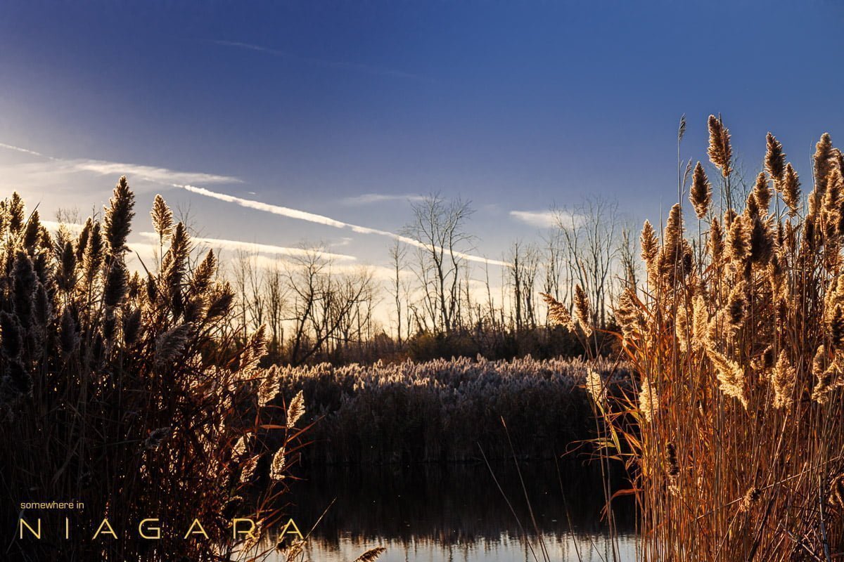 Reeds at a lake