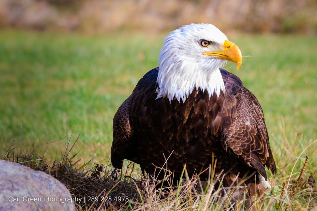 Bald Eagle