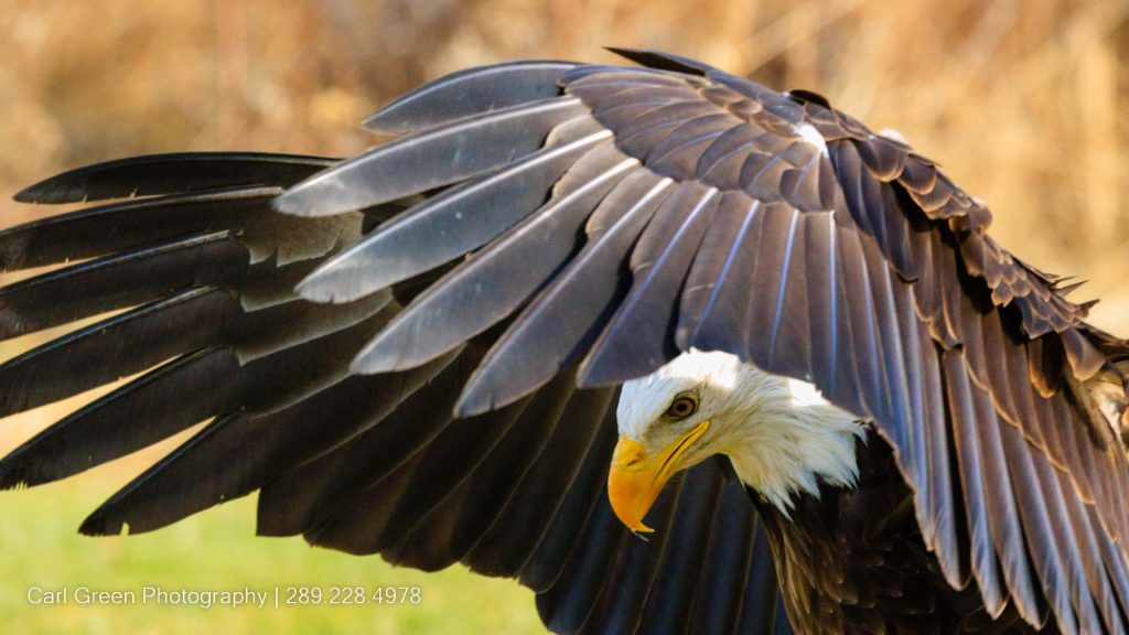 Bald Eagle