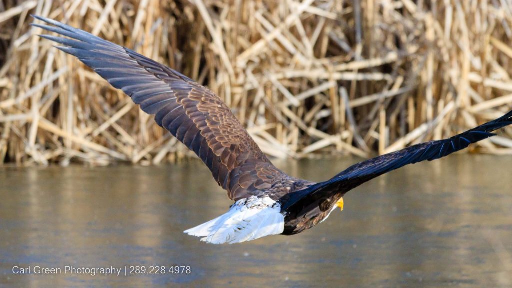 Bald Eagle