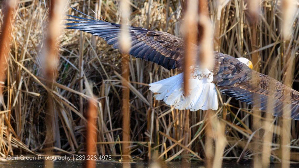 Bald Eagle in flight