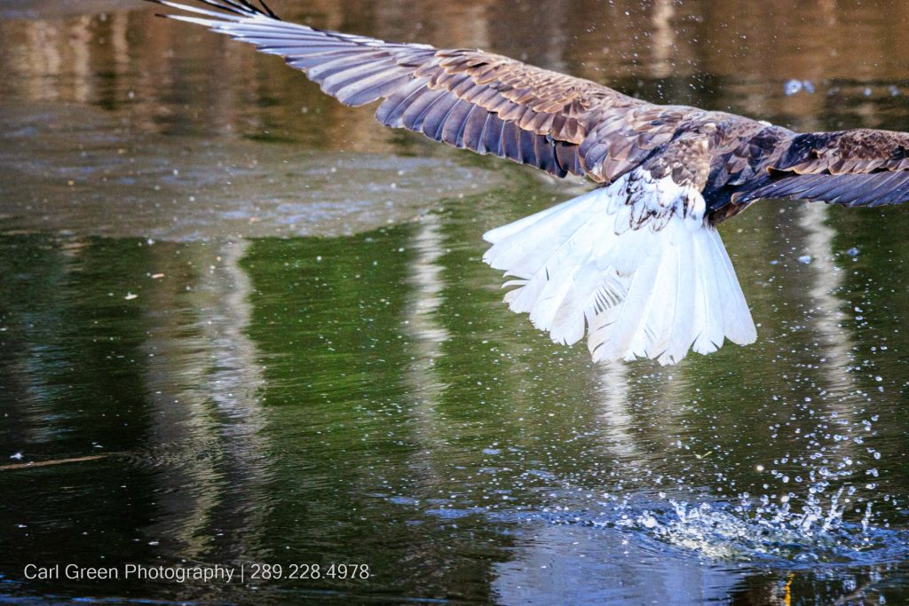 Bald Eagle