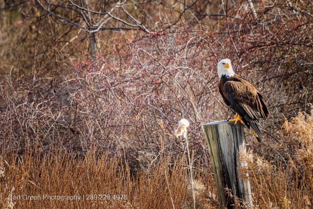 Bald Eagle