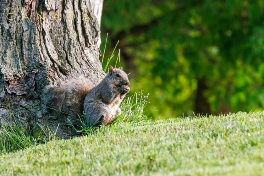 Squirrel