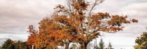 Autmumn Tree