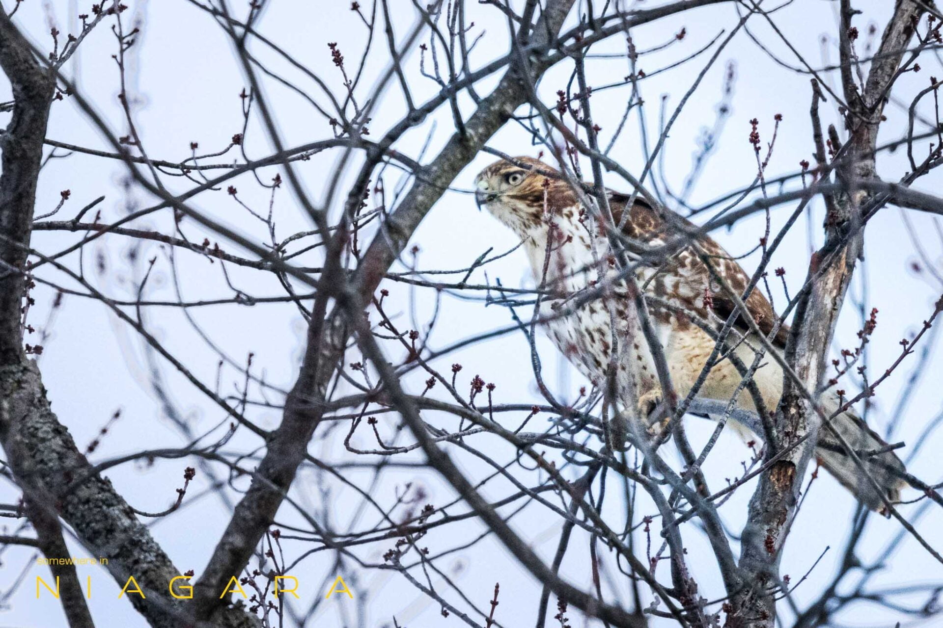 bird in a tree