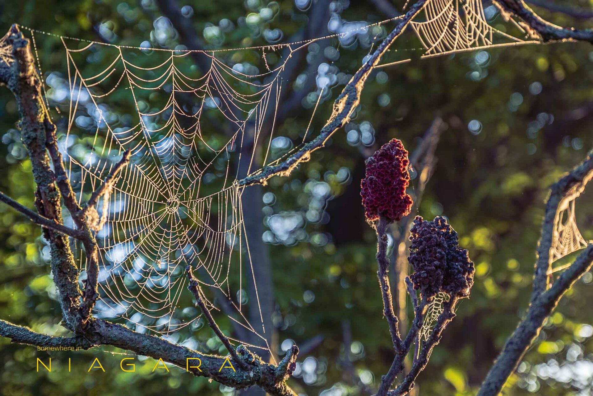 Spider web in morning sun