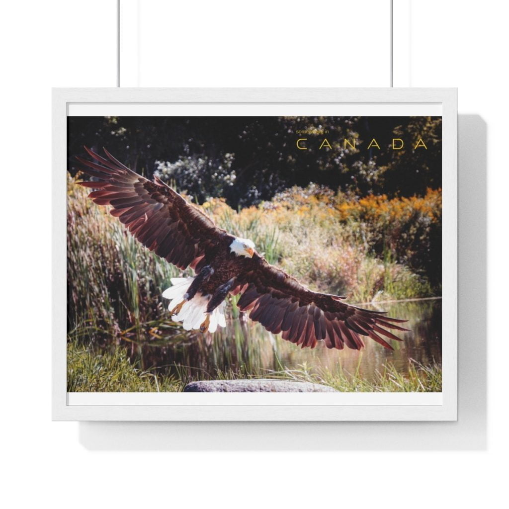 Bald Eagle, Gliding - Premium Framed Horizontal Poster