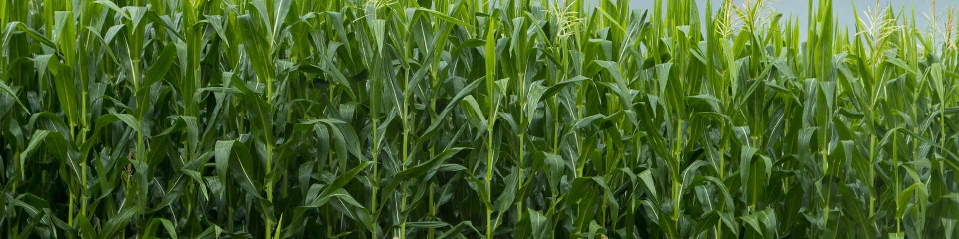 Corn field