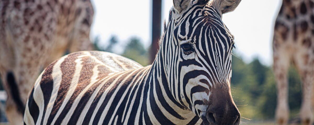 Zebra at African Lion Safari