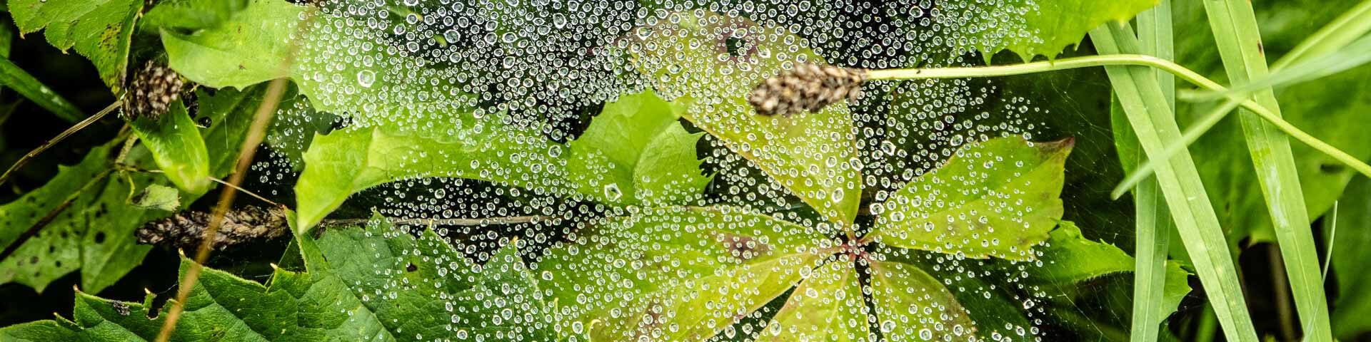 Image Of The Week: Dewdrops on a spider web
