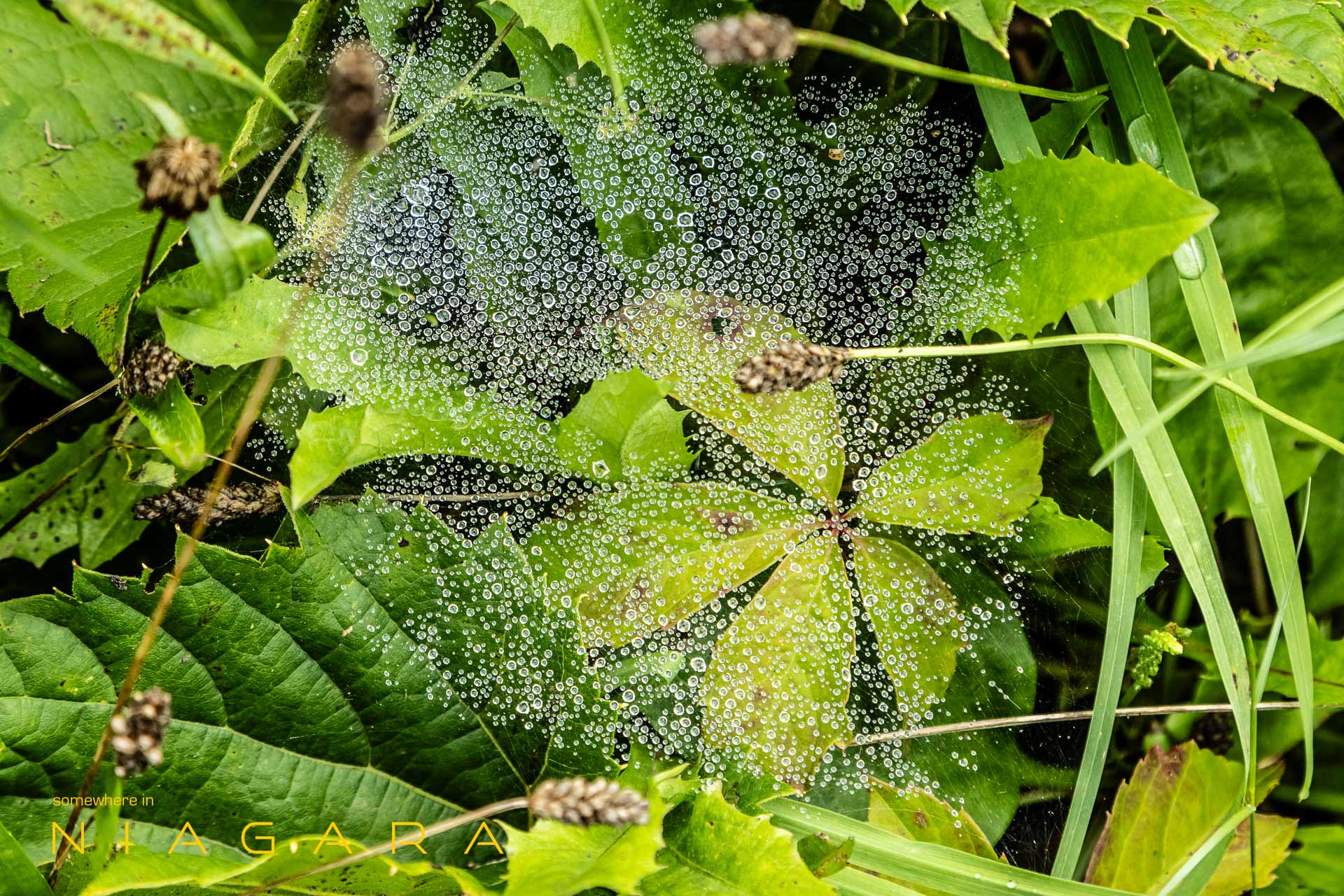 Image Of The Week: Dewdrops on a spider web