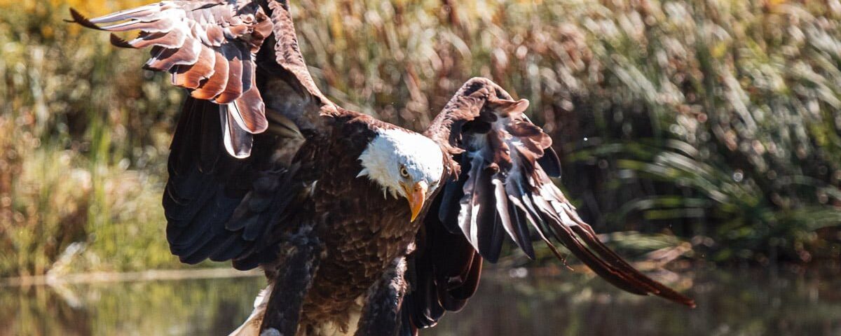 Bald Eagle landing