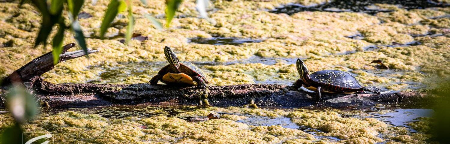 Gyst Services Image Of The Week - Two Turtles