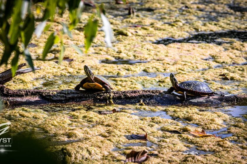 IOTW: Two Turtles