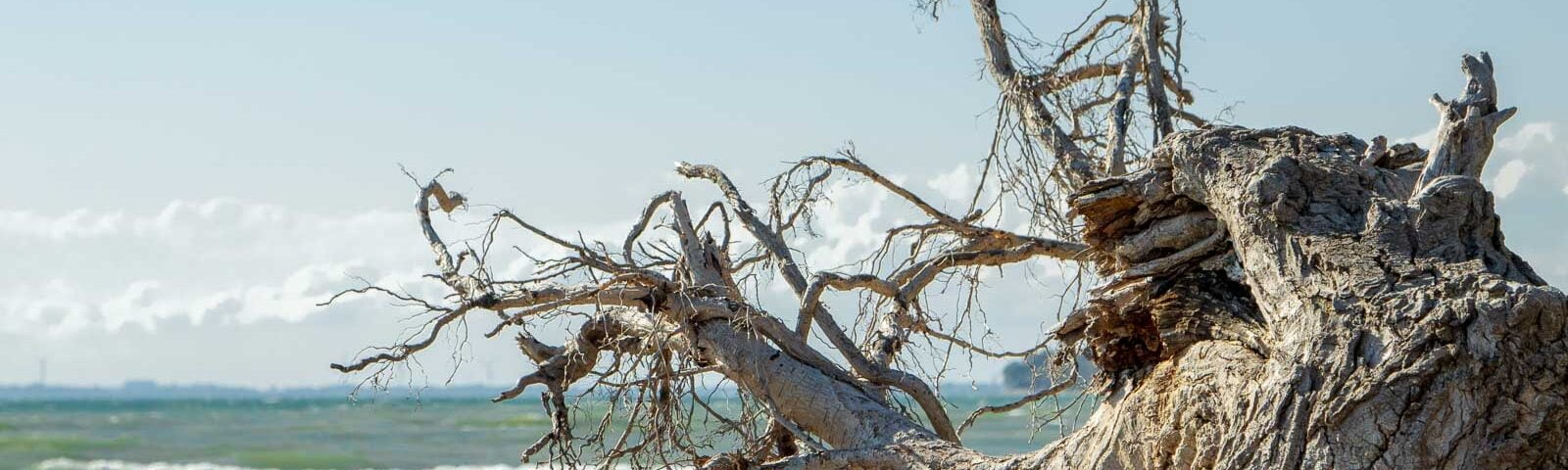 Fallen tree at Morgans Point Ontario