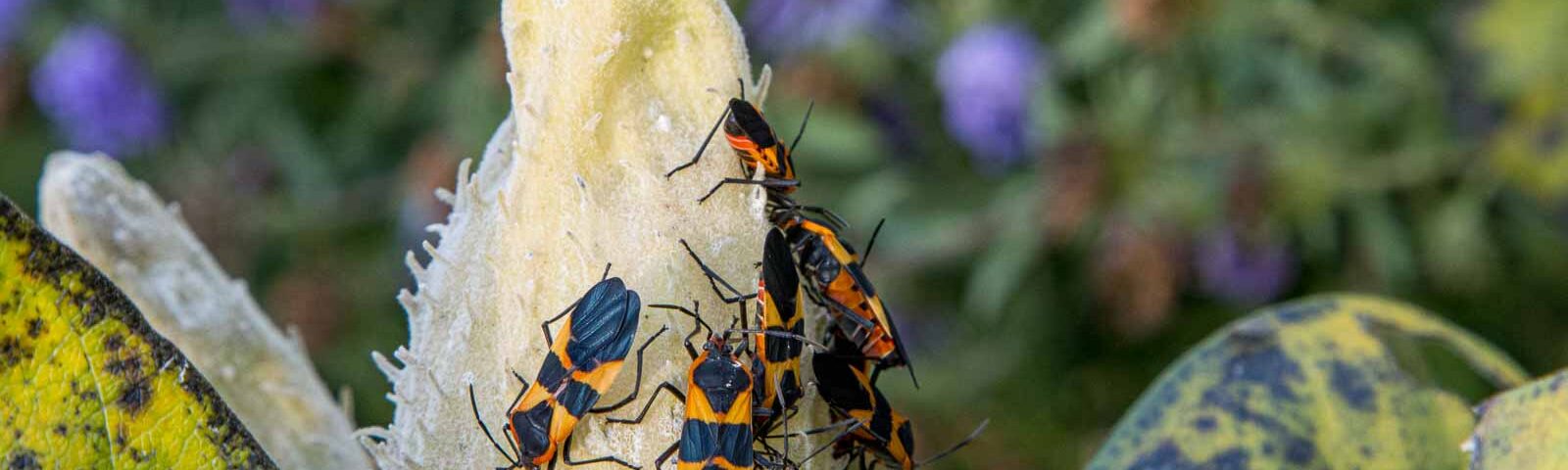 The large milkweed bug, Oncopeltus fasciatus