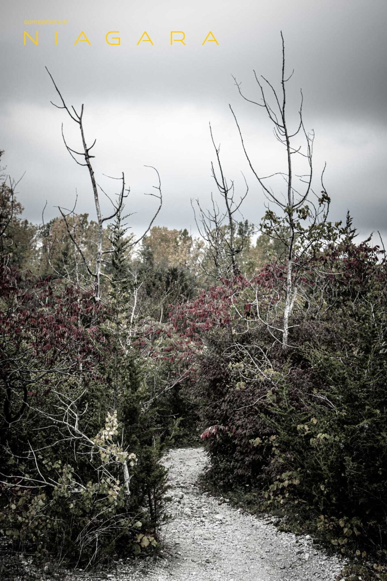 Trees parting to reveal a path