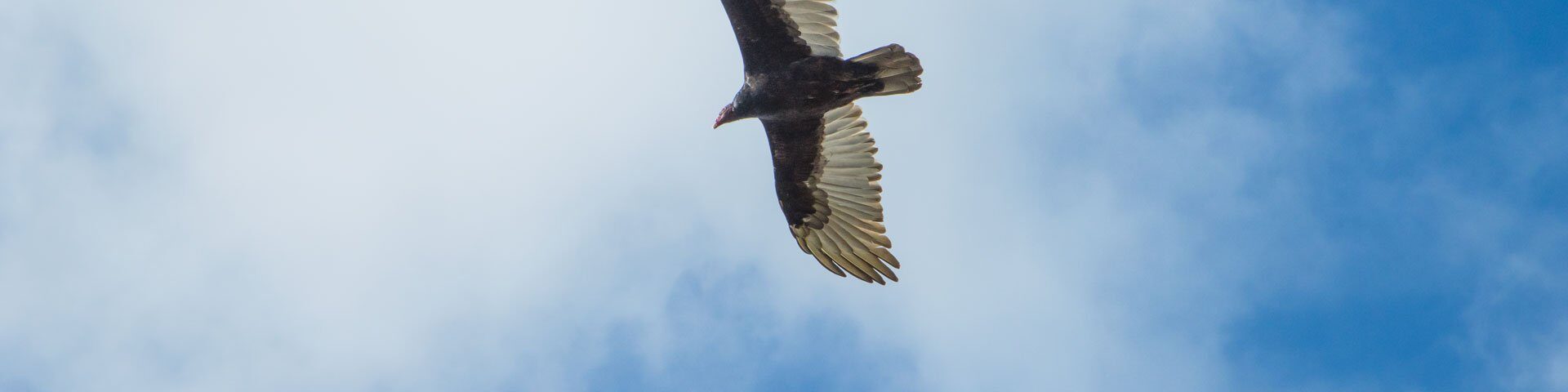 Turkey vulture snap shot at Morgan's Point, Port Colborne