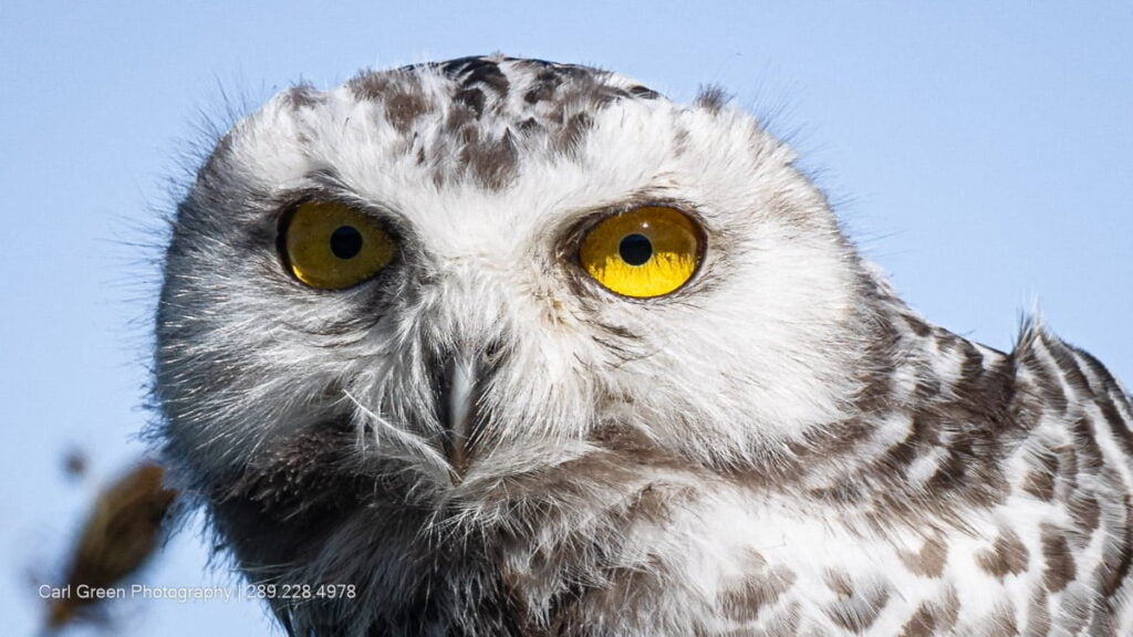 Snow Owl in the field