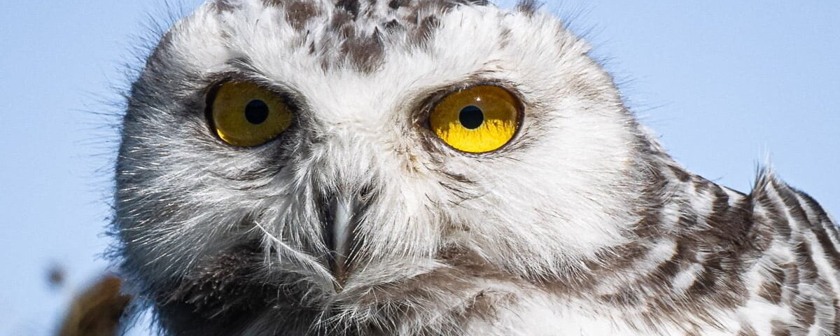 Snow Owl in the field