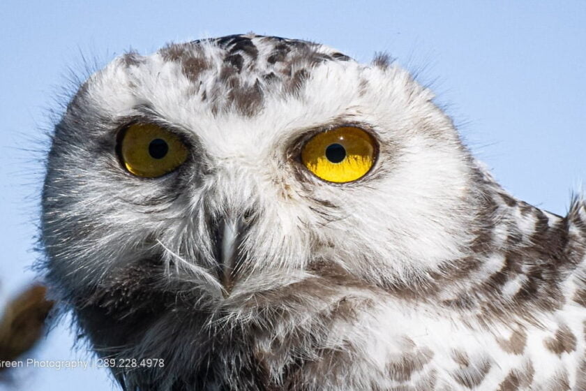 Snow Owl