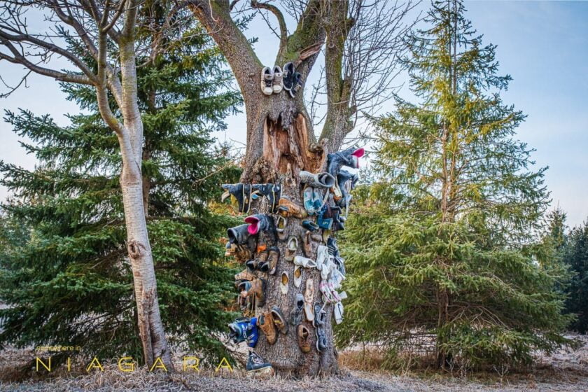 Shoe Tree