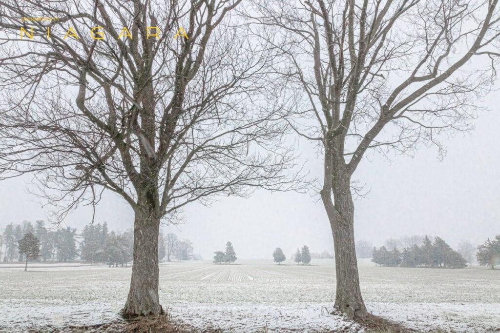 Between Two Trees: Snow covered field