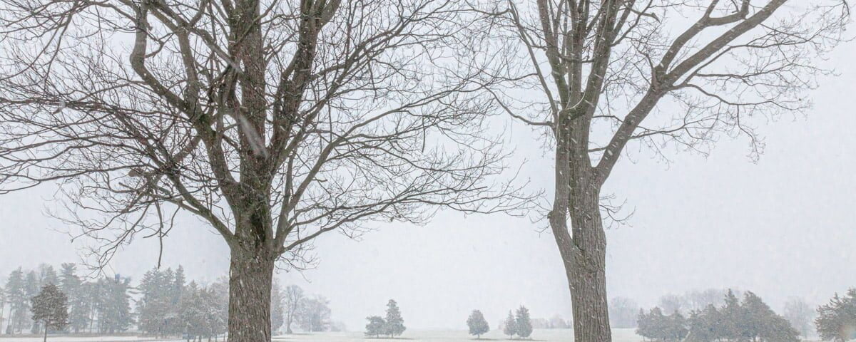 Between Two Trees: Snow covered field