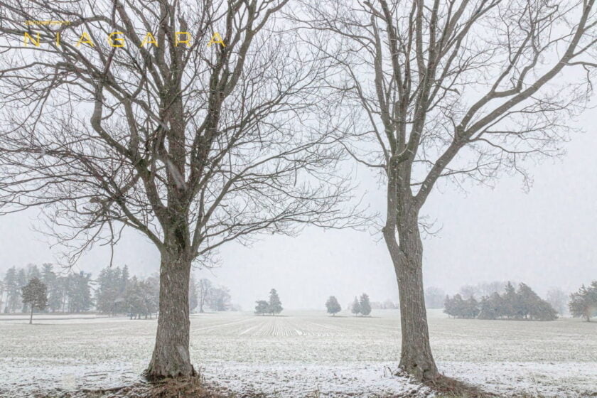 Snow Field