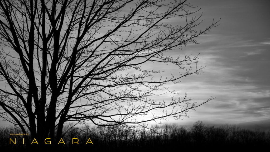 A black and white image of a tree against the sunset